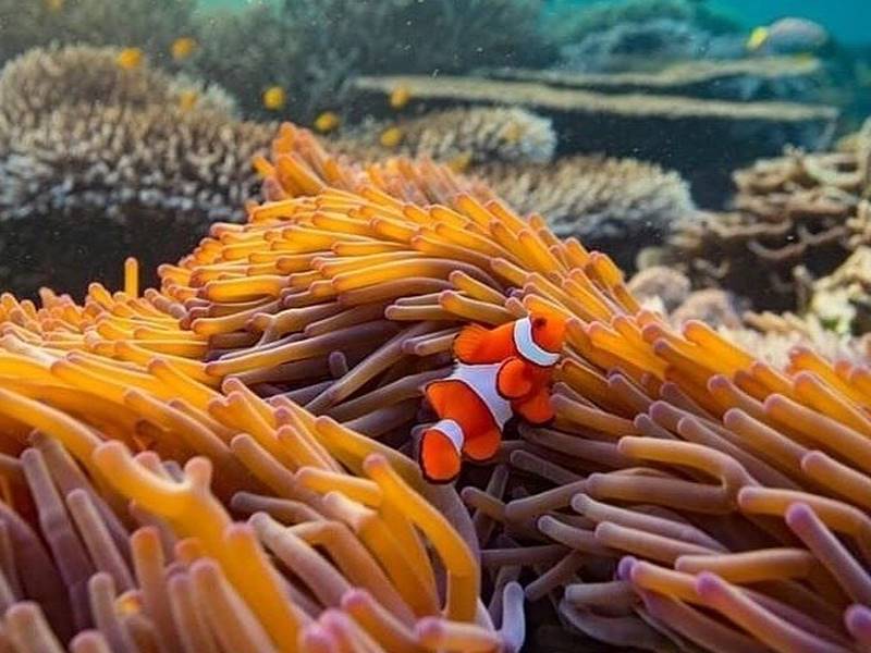 Excursion de plongée en apnée 2